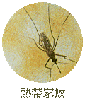 熱帶家蚊